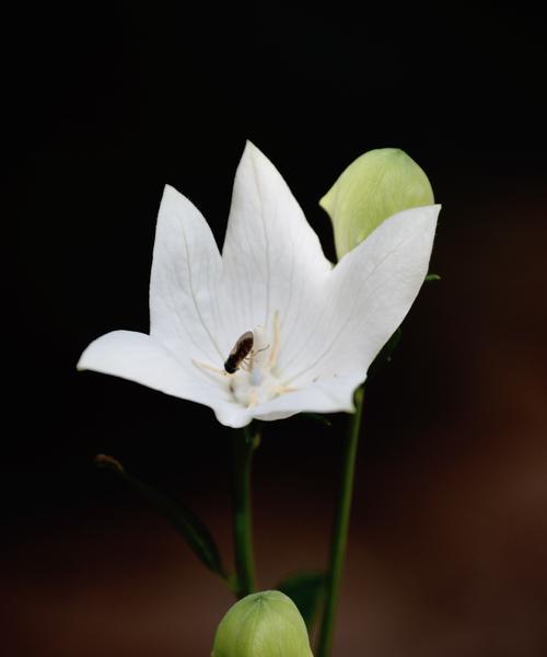 黑色花卉的神秘之美（探寻黑色花卉的花语和魅力）