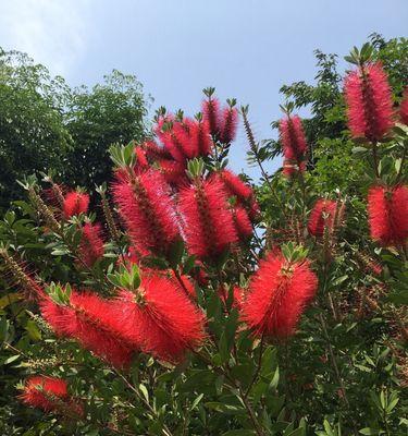 花千层花的象征与意义（深入探讨花千层花的寓意）