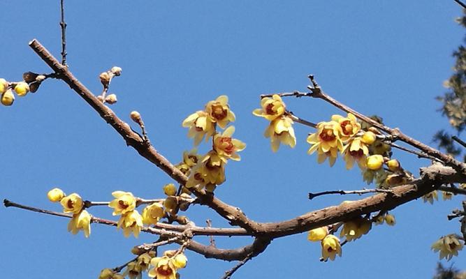 揭秘腊梅花语的深意（了解腊梅花语）