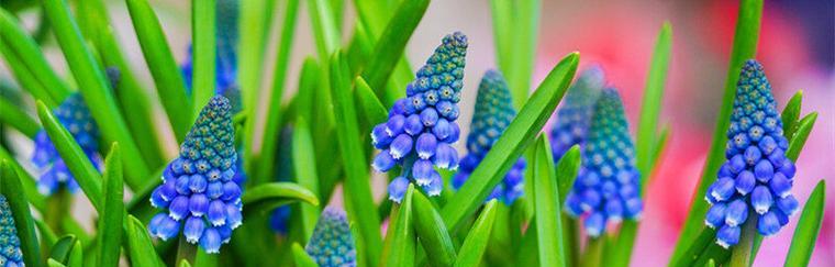 蓝紫色风信子的花语与象征（传递梦幻与希望的紫蓝花海）