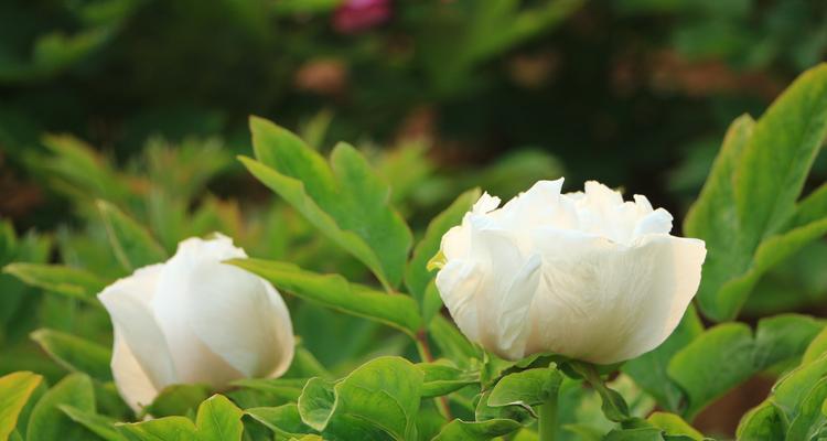 牡丹花语与养植方法（探寻牡丹的花语之美与养植技巧）