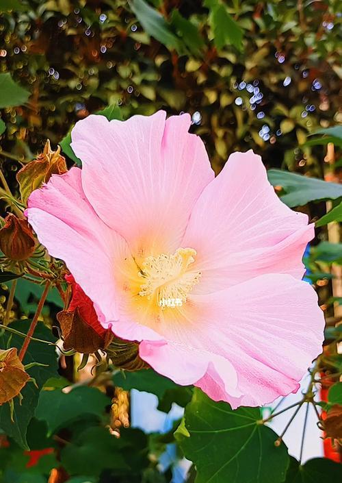 木芙蓉之美——花语的启示（揭示木芙蓉的花语与生命哲学）