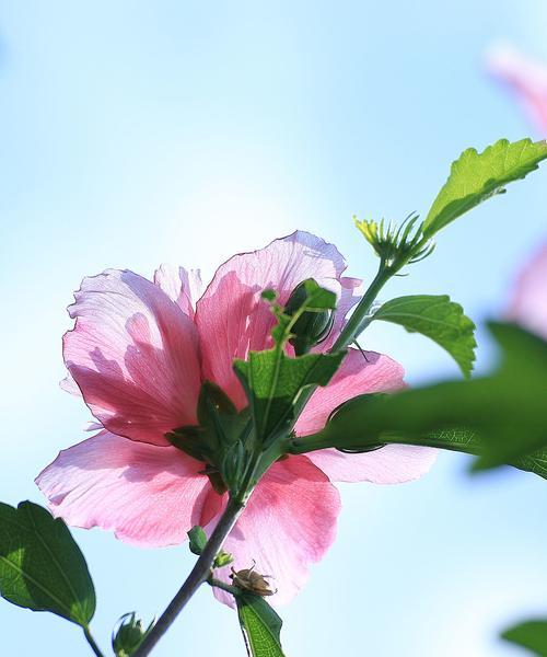 木瑾花的象征意义及美妙之处（探索木瑾花的神秘与艳丽）