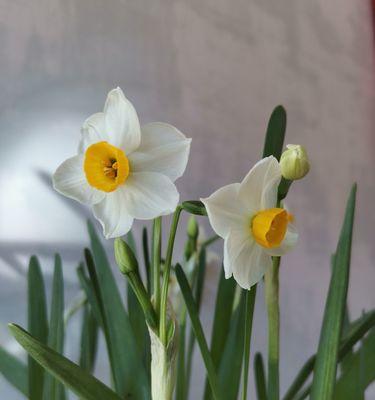 水仙花（探寻水仙花的特点和象征意义）