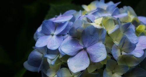 八仙花的花语与寓意（探索八仙花所传递的祝福与喜悦）