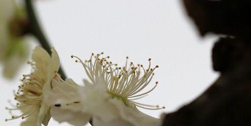 白梅花语的美丽和内涵（探寻白梅花语的意义和魅力）