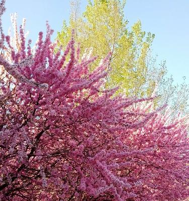 白色桃花花语的美丽寓意（揭秘白色桃花的花语及传说）