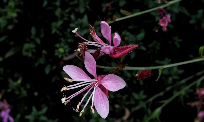 白色桃花花语的美丽寓意（揭秘白色桃花的花语及传说）