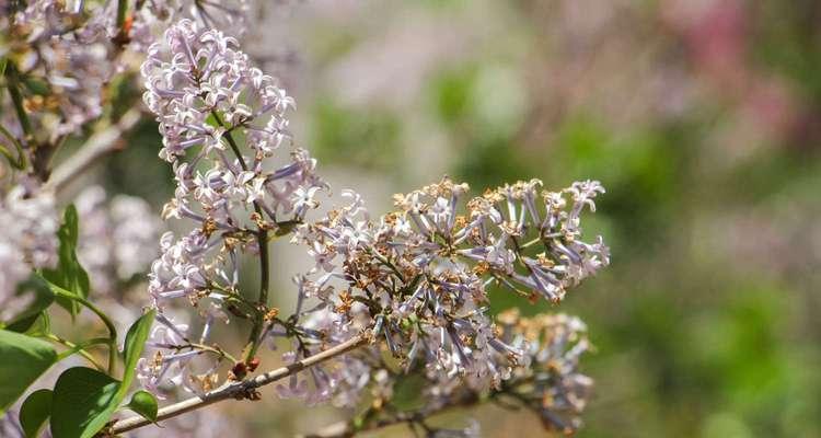 白色紫丁香花语（探寻白色紫丁香花语的深层含义与精神传承）