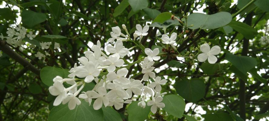 白色紫丁香花语（探寻白色紫丁香花语的深层含义与精神传承）