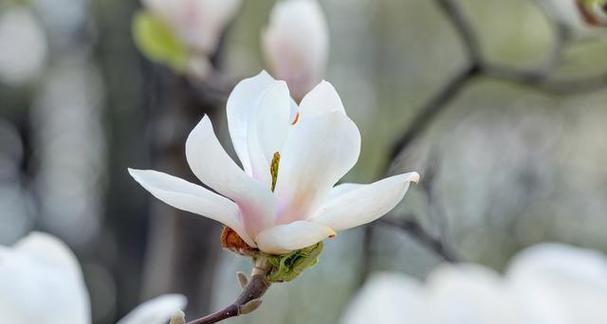 白玉兰花的象征意义与寓意（揭秘白玉兰花的独特花语与传承）