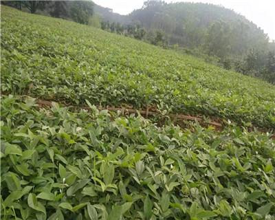 茯苓如何种植高产（茯苓的种植技术和条件）