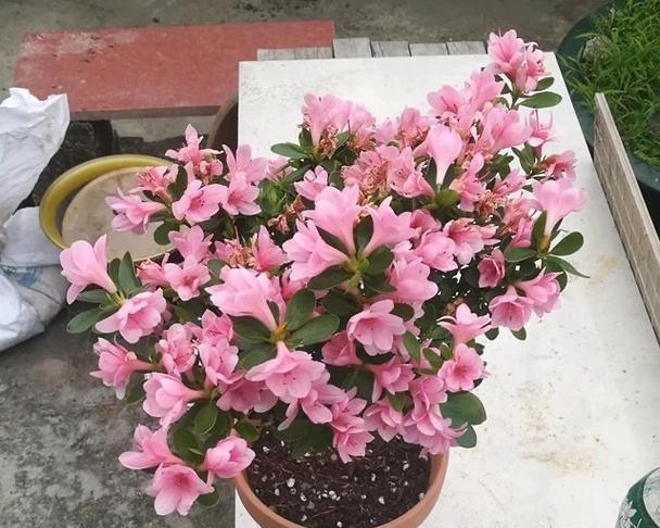 杜鹃花花期怎么浇水（杜鹃花的浇水正确方法）