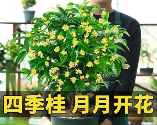 桂花如何养殖（桂花养殖技巧与方法）