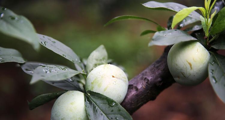 李子核怎么种（李子核种植方法和时间）