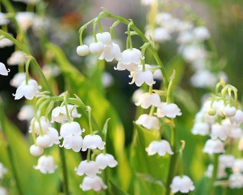 铃兰花什么时候开（有关铃兰花期简介）