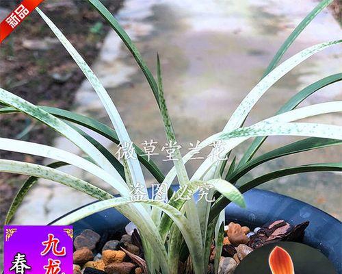 种兰花用什么土（兰花种植方法与技巧）