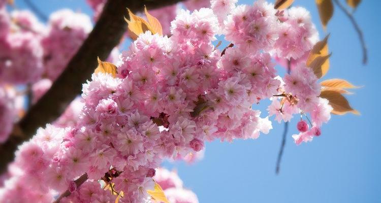 樱花什么时候开花季节（有关樱花花期简介）