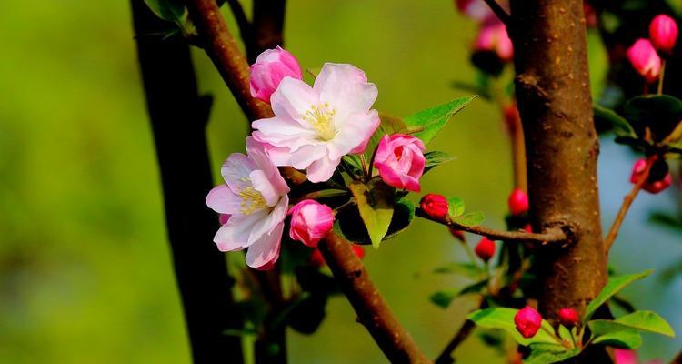 春天有哪些花（春天代表性的花介绍）