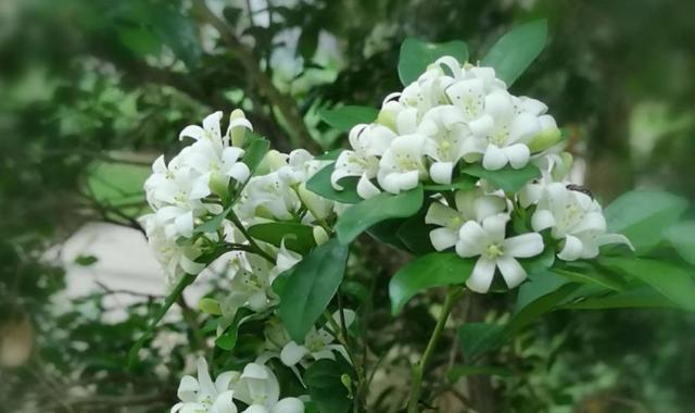 如何让九里香快速开花（九里香——花香四溢的观赏植物）