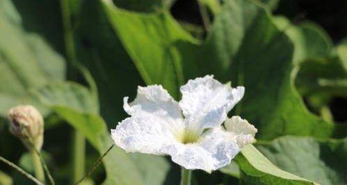 冬瓜几月份播种合适（冬瓜种植时间和方法）