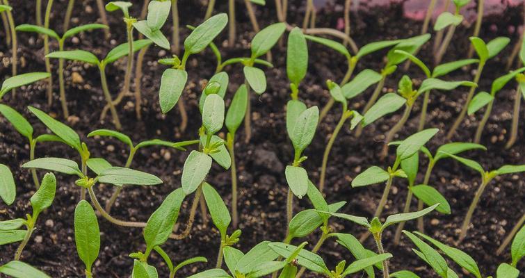 番茄苗怎么种植和管理（番茄栽培技术要点）