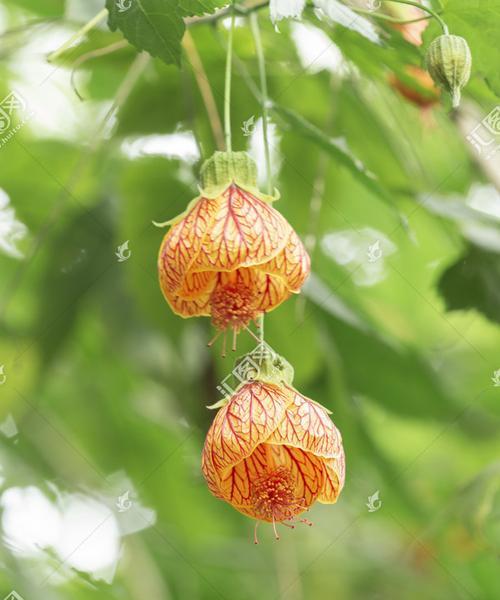 金铃花什么时候开花（关于金铃花的花期简介）