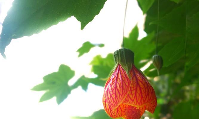 金铃花什么时候开花（关于金铃花的花期简介）