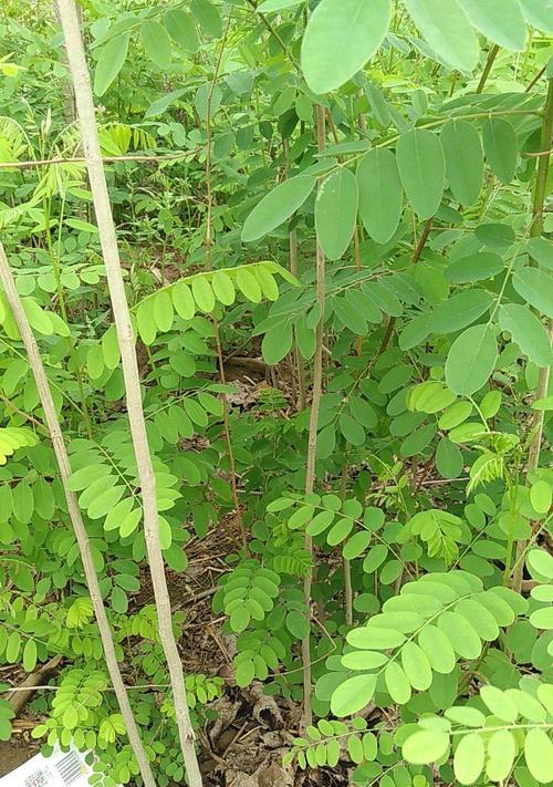 紫穗槐种子种植方法是什么（描述紫穗槐养殖步骤）