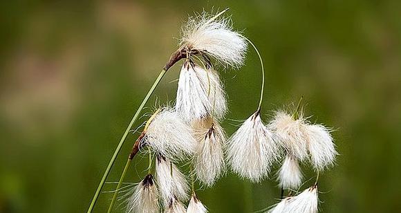 植物是怎么传播种子（关于植物传播种子的方法）