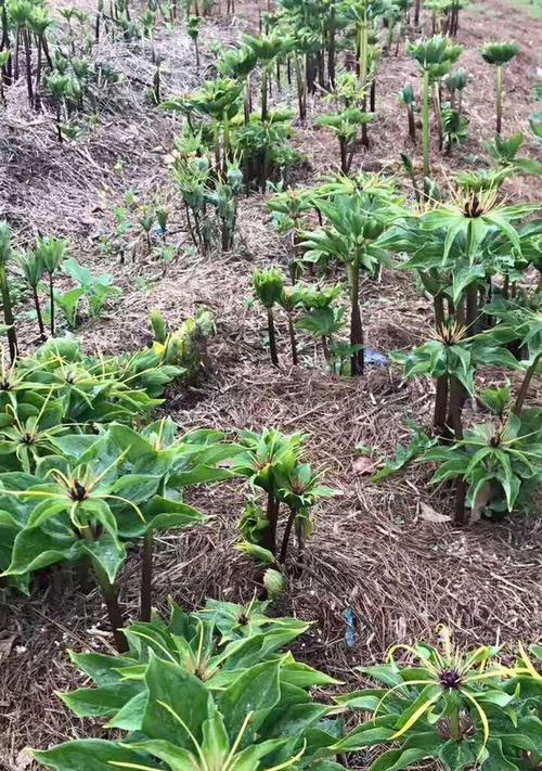 黄精怎么种植（黄精种植技术和栽培管理）