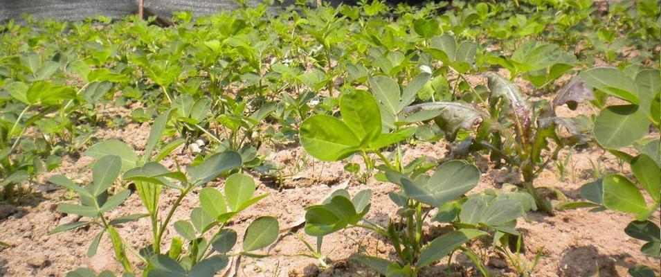 花生怎么种发芽最快（花生的正确播种方法）