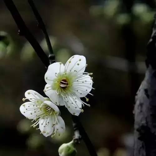 中国十大名花的颜色有哪些（中国十大名花排名）