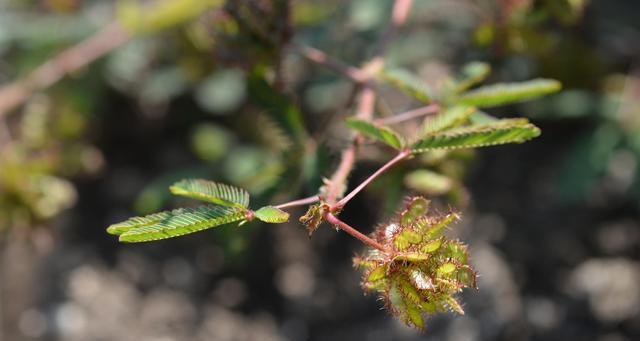 含羞草怎么种植方法几月播种（含羞草种植方法和时间）