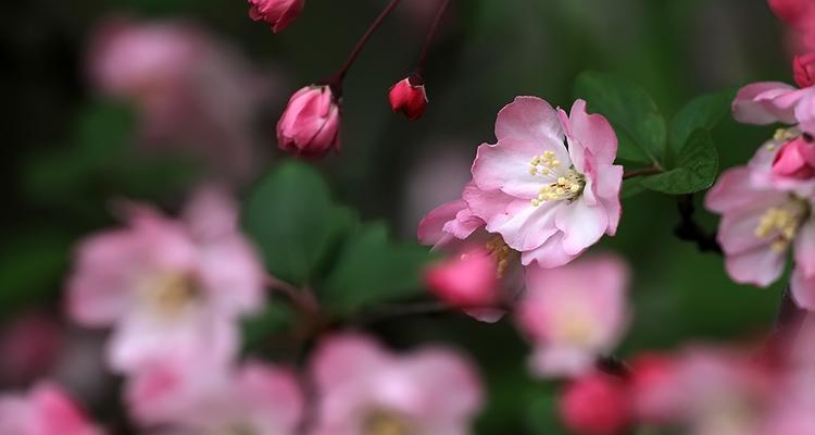 垂丝海棠几月份开（垂丝海棠的养殖方法讲解）