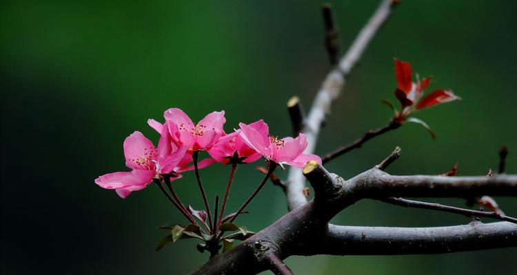 春天的花有哪些（盘点春天八种最美的花）