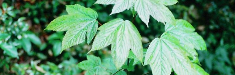 单子叶植物与双子叶植物区别有什么（植物的特征及举例）