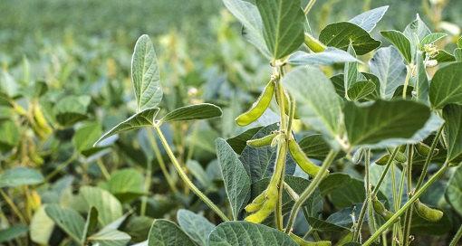 大豆什么时候种植（种植大豆的方法步骤）