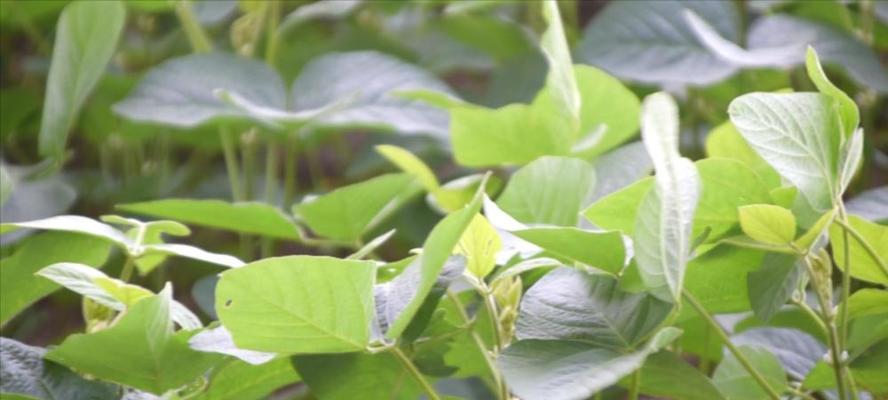 大豆什么时候种植（种植大豆的方法步骤）