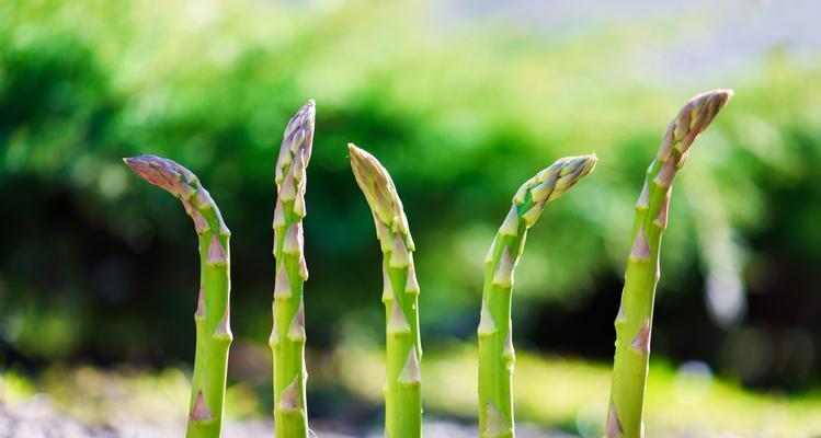 芦笋种子什么时候播种（芦笋的正确种植方法）