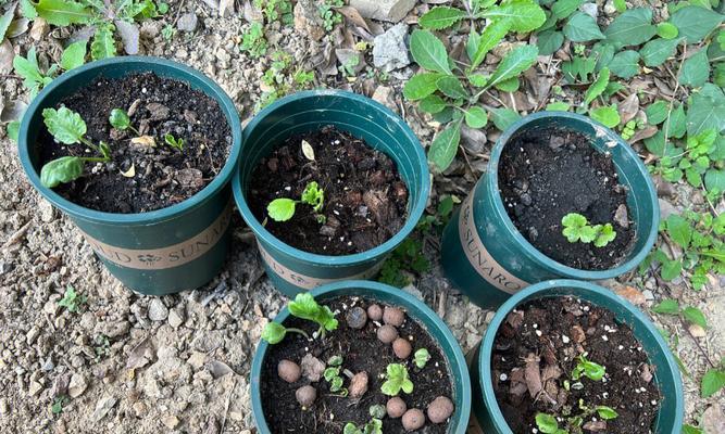 花毛樱种球种植方法