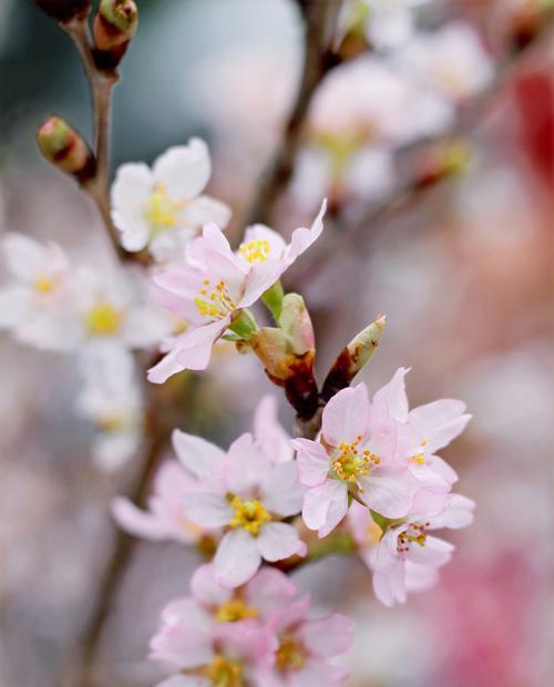 樱花什么时候开花季节是春天吗（关于樱花的花期时间）