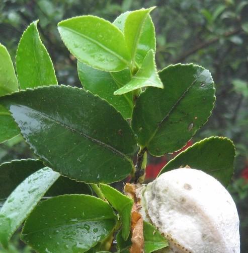 茶籽树怎么育苗（详解茶籽树的栽培技术）