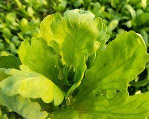 荀子怎么种植容易发芽（荀子种植条件和方法）