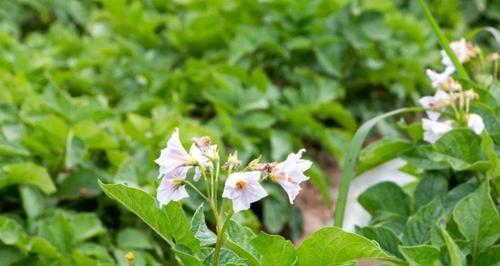 怎么种土豆才能高产（土豆种植方法步骤）