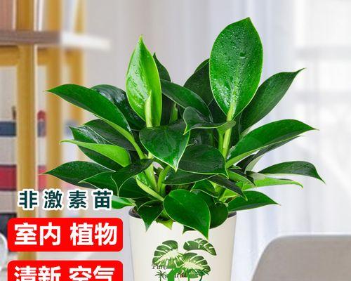 办公室养什么绿植比较好（办公室绿植品种介绍）