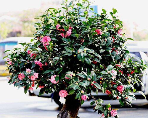 茶花树什么时候开花（关于茶花开花时间）