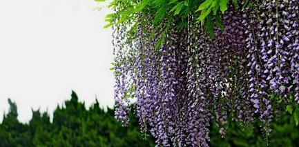 紫藤花种子怎么种（紫藤花的种植方法和时间）