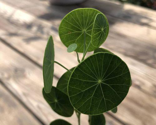 山乌龟植物怎么养护（简述山乌龟的栽培方法）