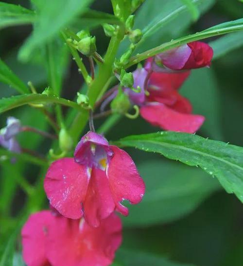 非洲小凤仙花怎么养殖（非洲凤仙花的养殖注意事项）